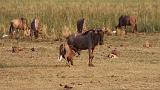 TANZANIA - Lake Manyara National Park - 57